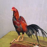 Ananda Brian Karisma