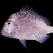 العندق الزمرور