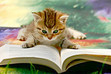 Kitty