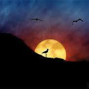 أحمد يونس سعيد