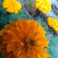 কামরুন নাহার