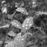 Tiny Tree