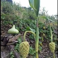 ياسر الإدريسي