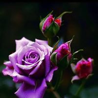 Cheryl Renkas