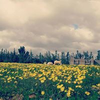 مہحہمہد حہٰسہٰن