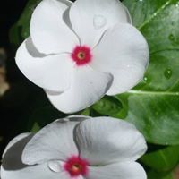 إلهام عواد