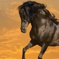 ناصر ناصر الدين