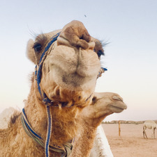 مها