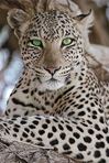 Ronell Botha