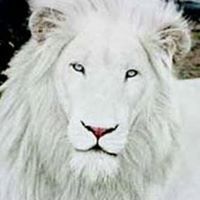 الأسد الأبيض