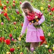 Tulipán Tulipán