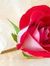 Hadeer Ali