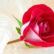 Hadeer Ali
