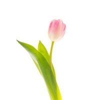 ياسمين الخشن