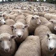 గొర్రెల గ్యారేజ్