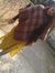 Shalini...