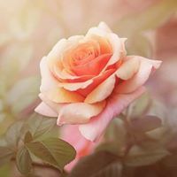 محبة القرآن