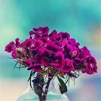 مراقي المجد