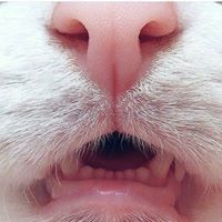 Марио Спасов