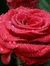 Vidhyam...