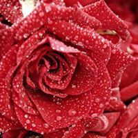 محسن الحربي