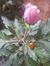 Dalia M...
