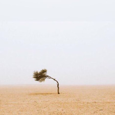 نورة  العجمي 