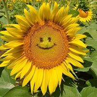 Septiningsih Lestari