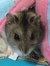Peggy