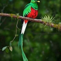 السيف أبو الساره