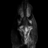 هادي آل دويس