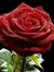 Diane D...