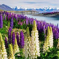 سالى إبراهيم