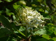 Jasmine