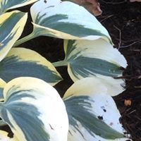 Marilyn Torre Whitesell