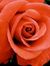 Abeer S...