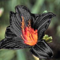 ايمان عثمان