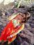 Priya B...