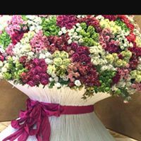 منال فلمبان