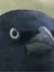 the crow of judgement
