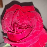 Саманта Саманта