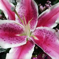 Devika Seegobin-Ramsook