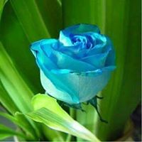 الشيماء الفقير