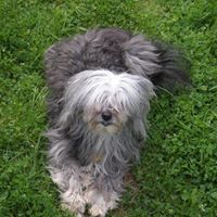 Краси Тодорова