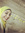 Farida