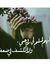 Samar A...