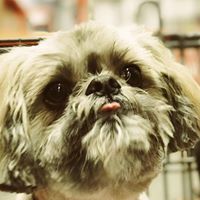 Lisa Gallagher Dougherty