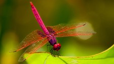 Dragon fly