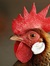 Chickun...