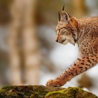 Karthikeyan Raviganesh